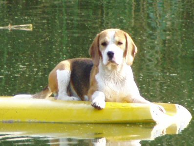 beagle,beagle